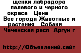 щенки лабрадора палевого и черного окраса › Цена ­ 30 000 - Все города Животные и растения » Собаки   . Чеченская респ.,Аргун г.